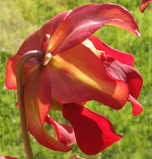 JS031a.jpg